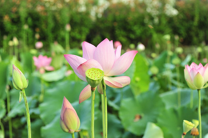 Lotuspflanze in Thailand (Dok Bua) | ดอกบัว