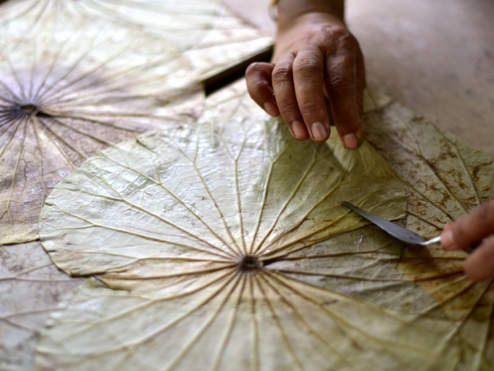 Handarbeit für die Herstellung von Leinwänden in Thailand. Ökologischer Manufaktur Prozess. Verarbeitung von Lotusblättern 
