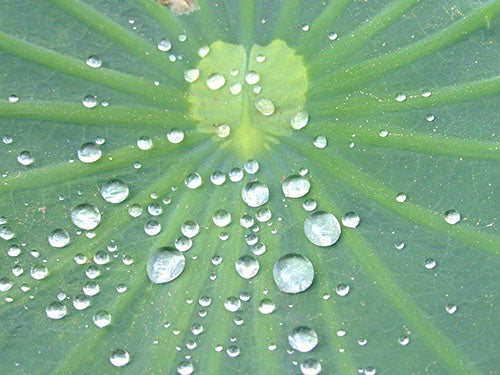 Lotusblatt mit Wasserperlen. Natur und Wohlbefinden