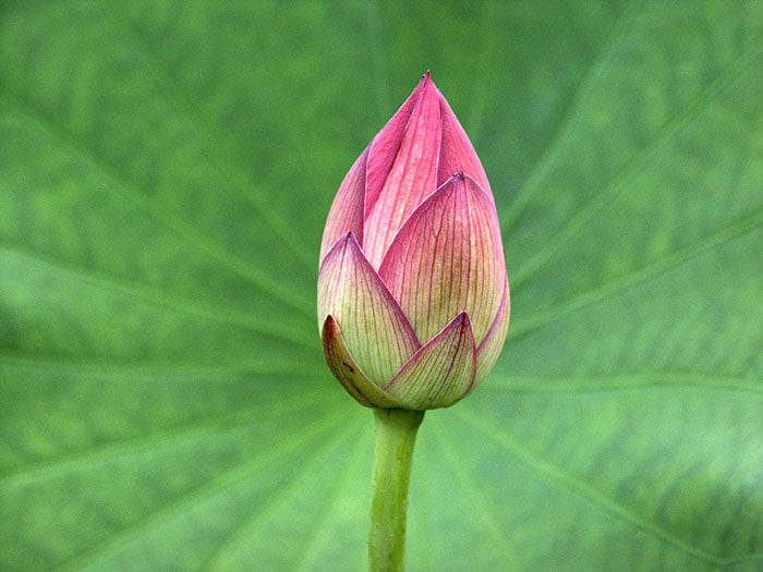 Die Schönheit der Lotusblume. Lila Knospe der Lotusblume